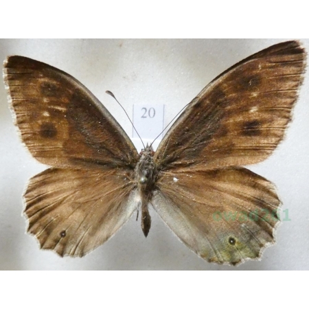 Hipparchia statilinus (Hufnagel, 1766) male Skalnik statilinus Greece20